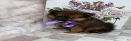 Pomeranian dogs for sale: CoCo - Ad 6