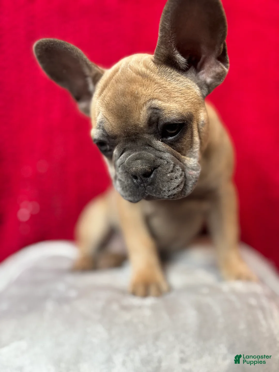French Bulldog dogs for sale: Rosalita - Ad 5