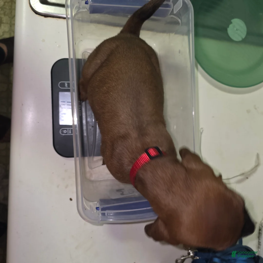 Redbone Coonhound dogs for sale: Redbone Coonhound 11(red) - Ad 2