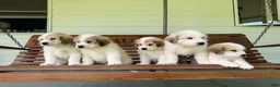 Great Pyrenees dogs for sale: Nicky - Ad 29