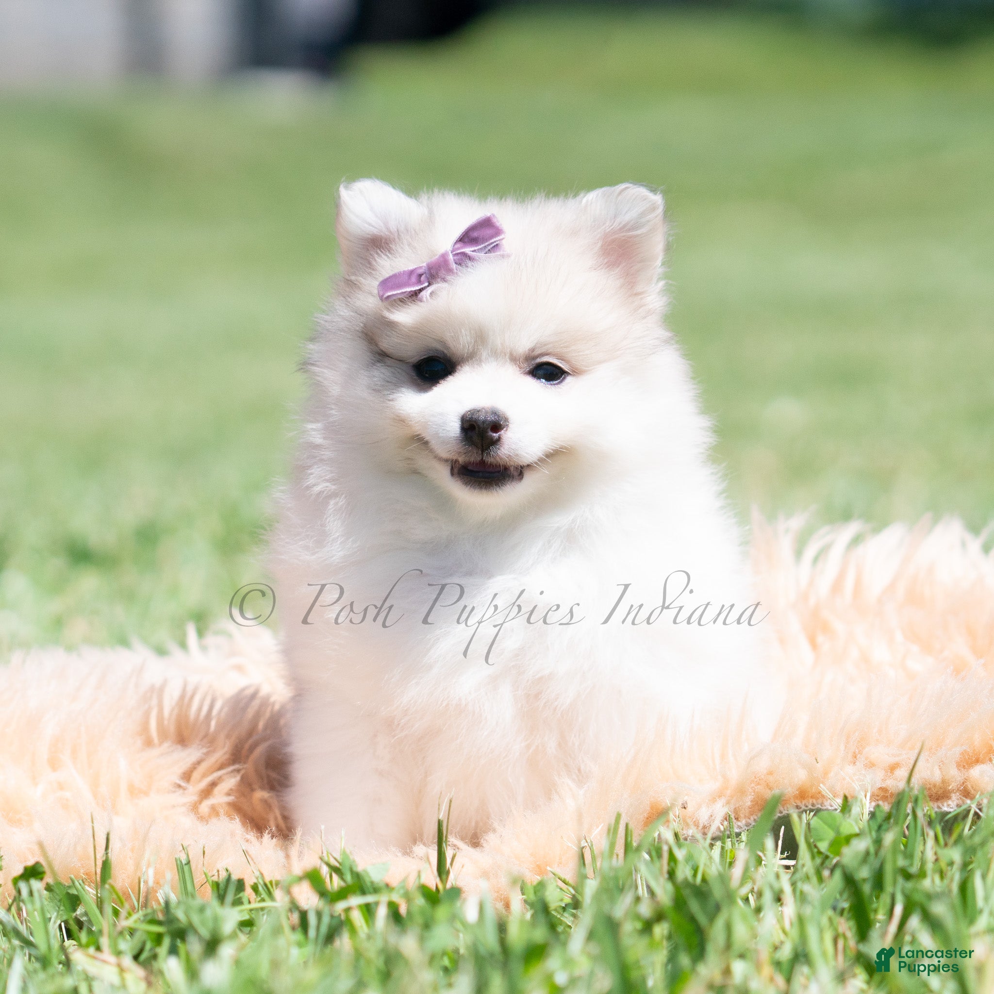Pomeranian dogs Angel cake - Ad 13