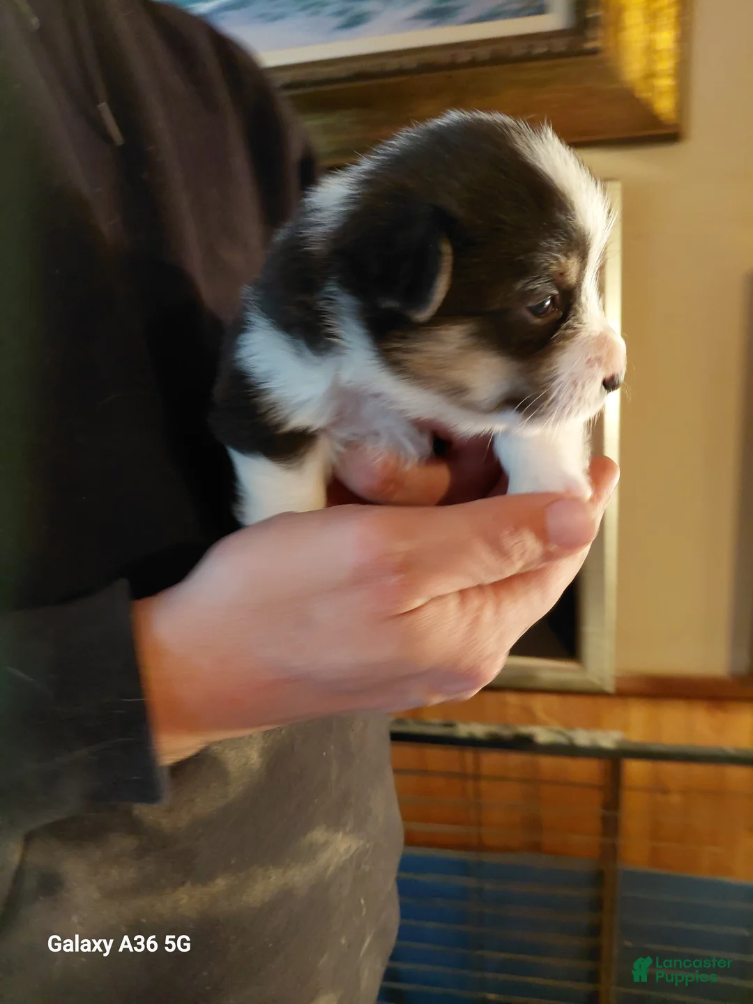 Welsh Corgi Pembroke dogs for sale: Vincent Van Gogh - Ad 3