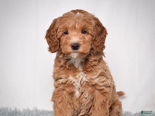 Mini Goldendoodle dogs Ms. Paisley - Ad 20