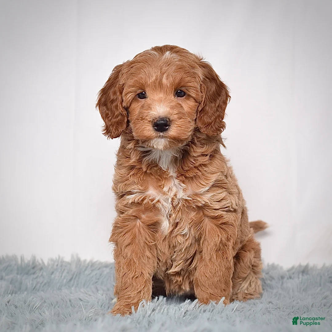 Mini Goldendoodle dogs for sale: Ms. Paisley - Ad 1
