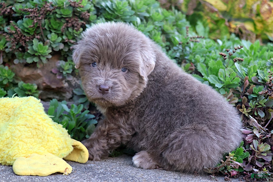 Newfoundland dogs Dakota - Ad 2