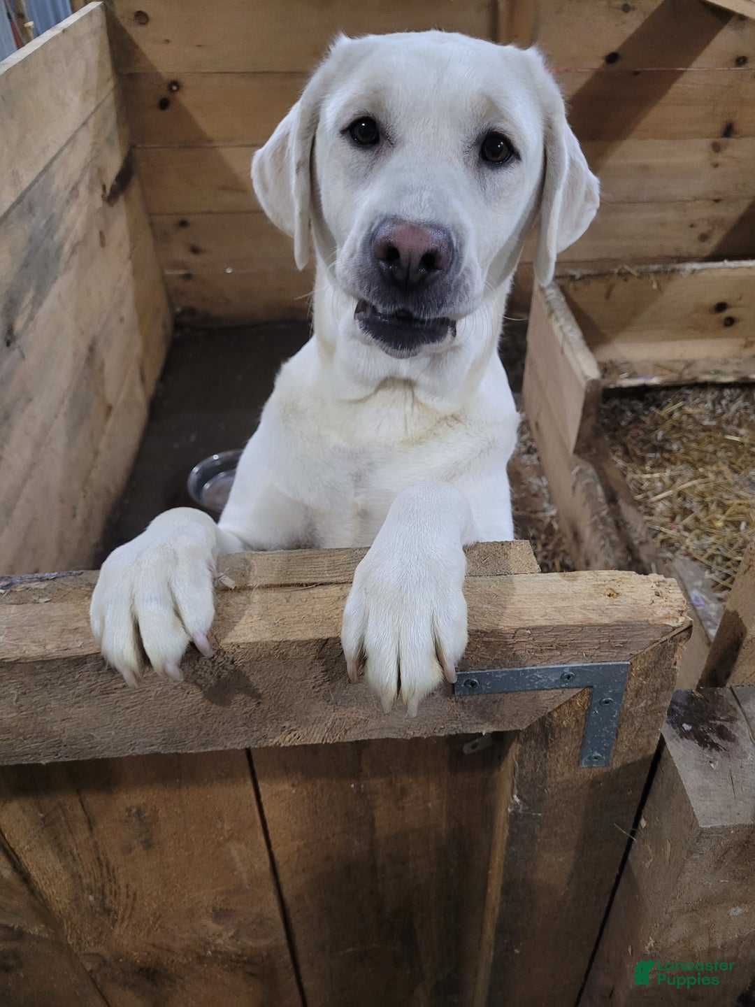 Labrador Retriever dogs for sale: Vixen  - Ad 2