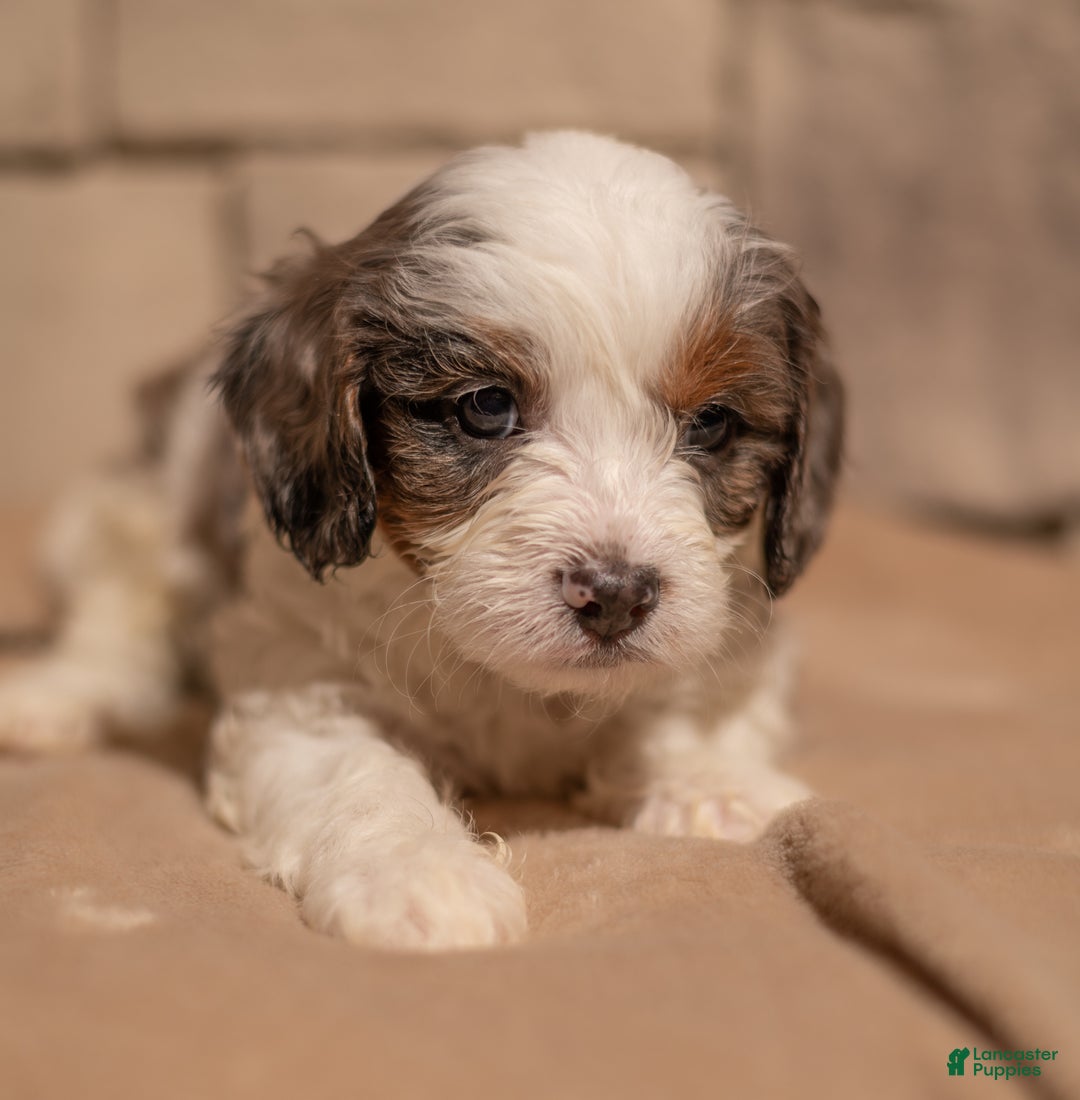 Cavapoo dogs for sale: Max - Ad 2