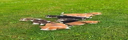 Mixed Breed dogs for sale: Dingle - Ad 2
