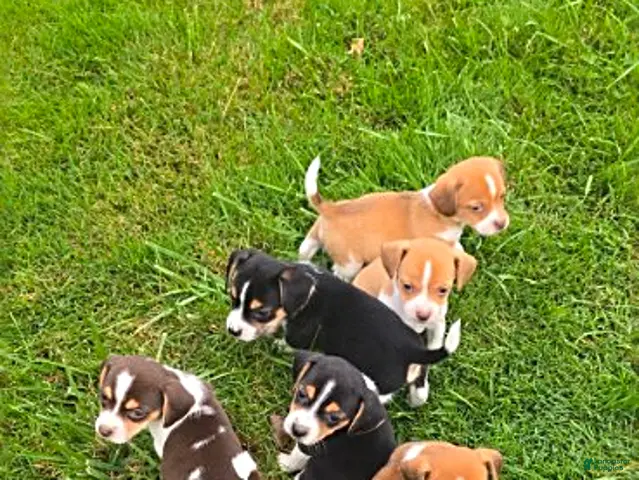 Mixed Breed dogs for sale: Dingle - Ad 2