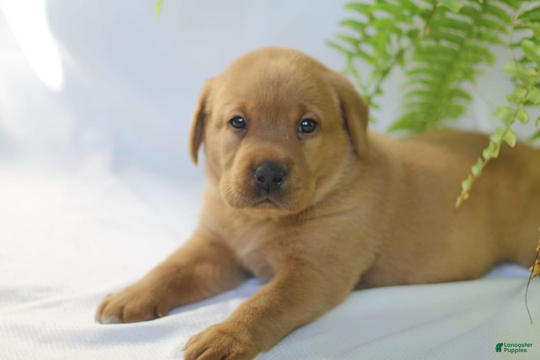 Labrador Retriever dogs for sale: Tonka - Ad 3