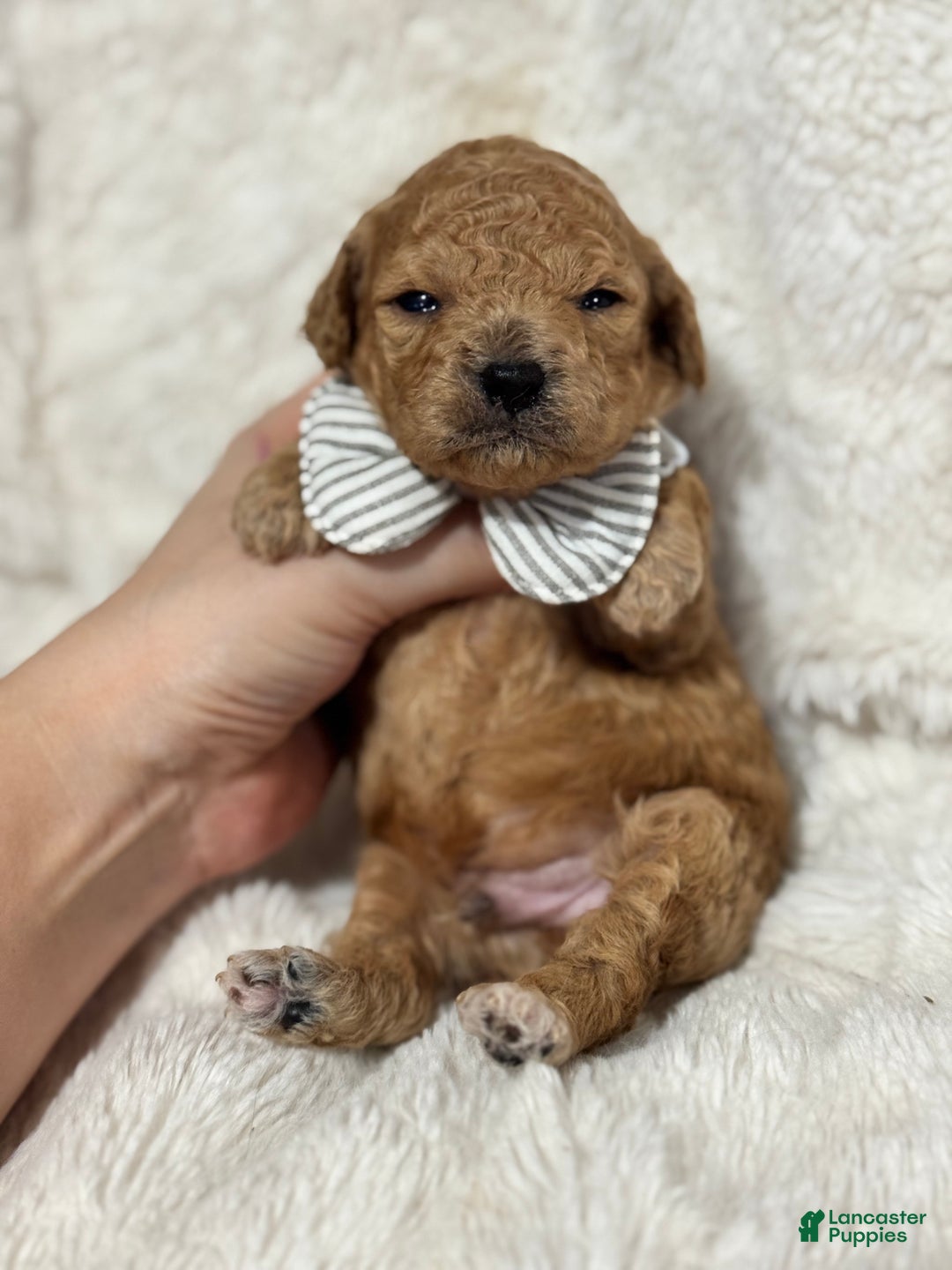 Toy Poodle dogs for sale: Asher - Ad 4