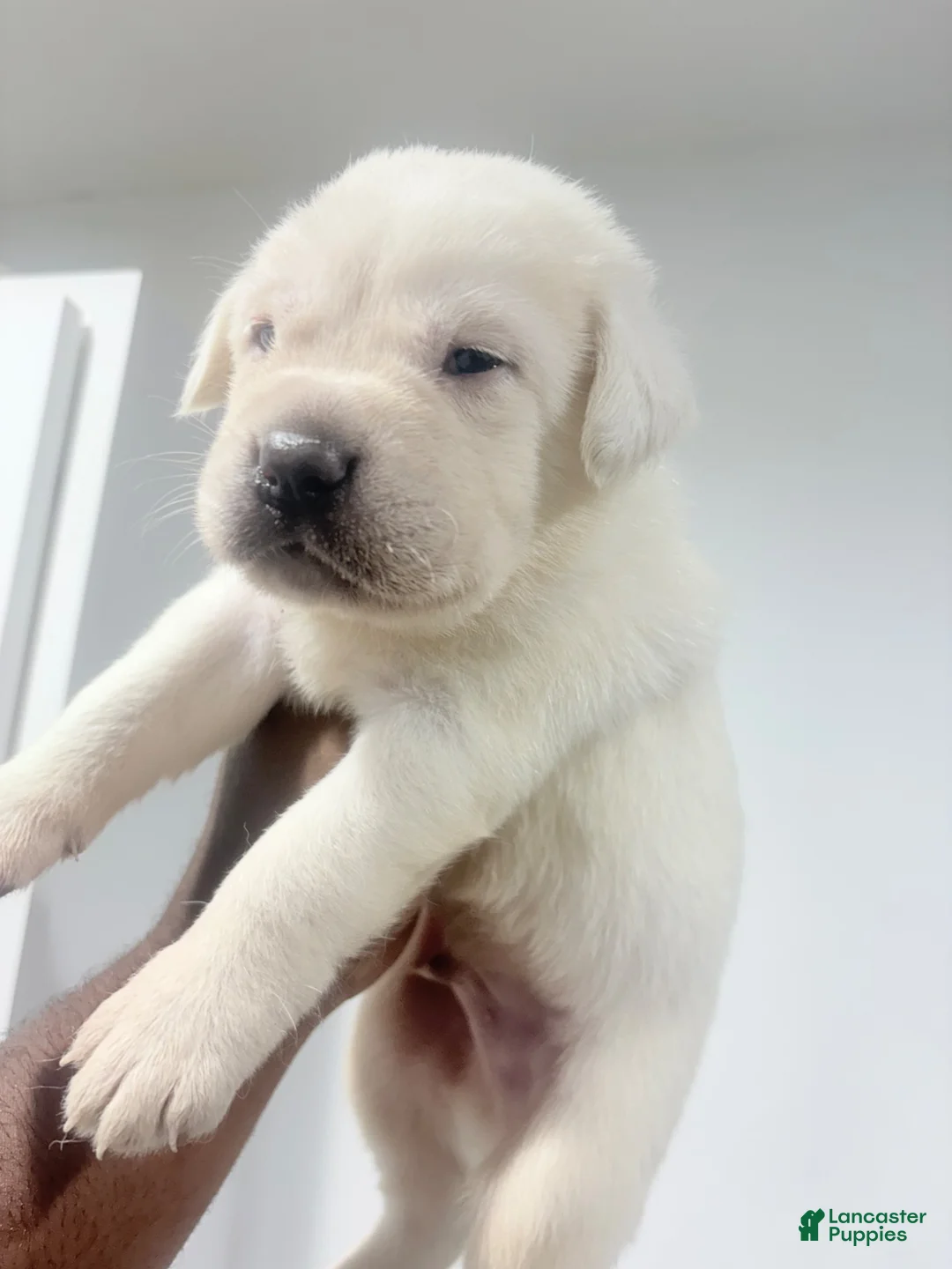 Cane Corso dogs for sale: Cane Corso 3 - Ad 1