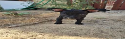 Chihuahua dogs for sale: Chihuahua 1 - Ad 7