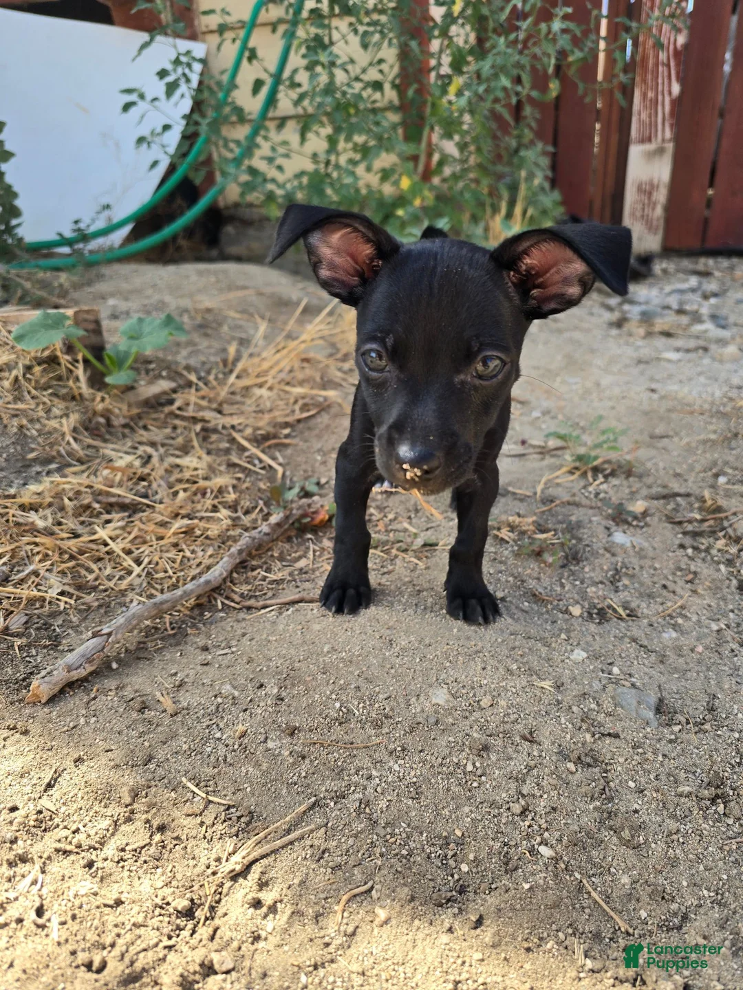 Chihuahua dogs for sale: Chihuahua 1 - Ad 7