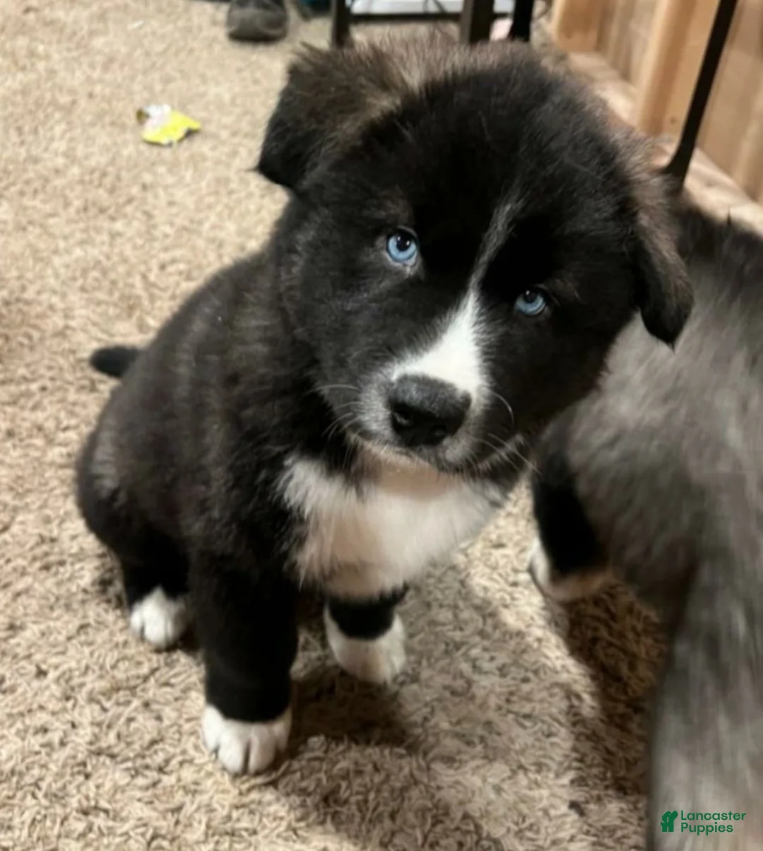 Siberian Husky dogs for sale: Siberian Husky 2 - Ad 2