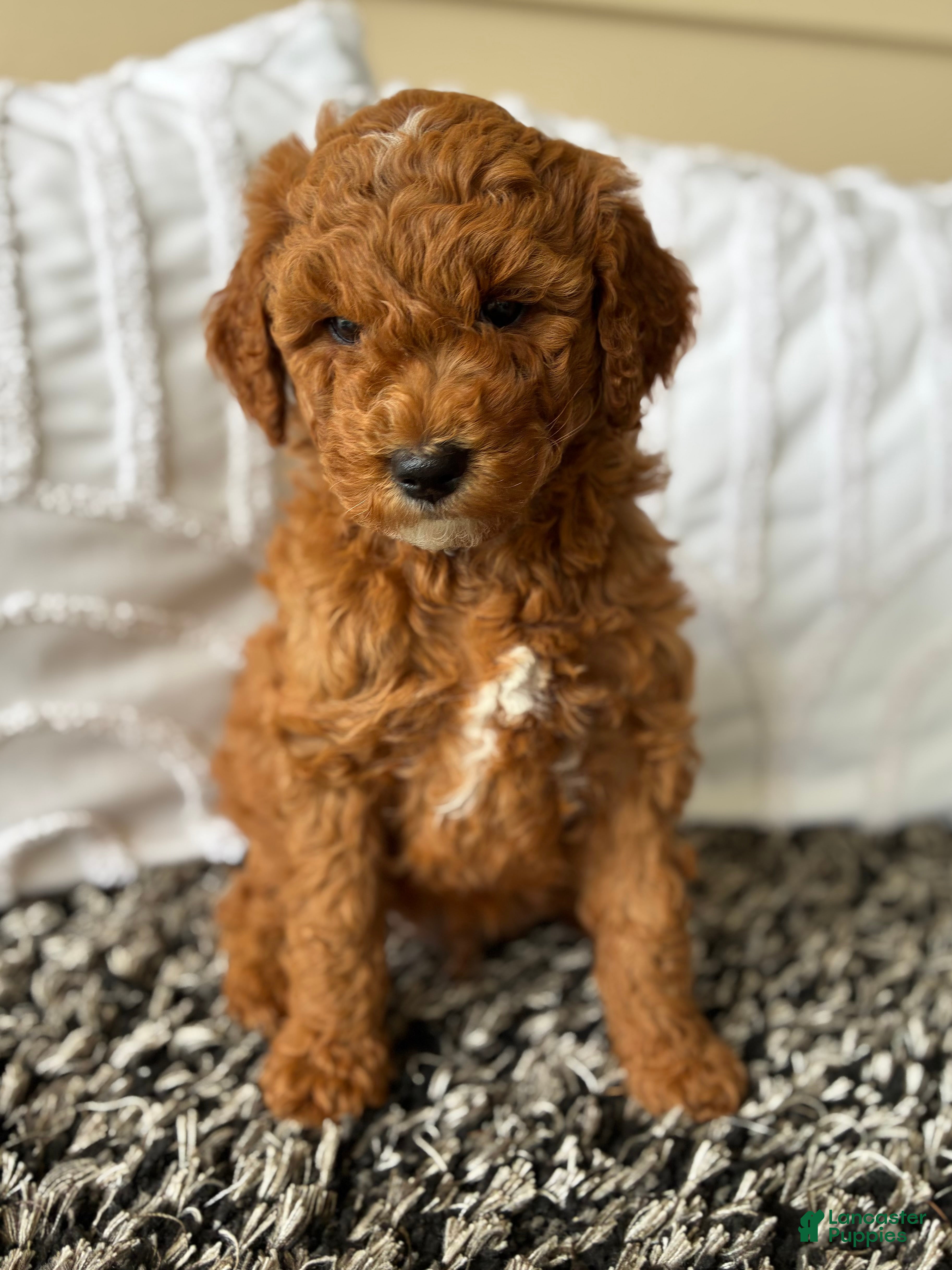 Mini Goldendoodle dogs Mini Goldendoodle “Theo” - Ad 1