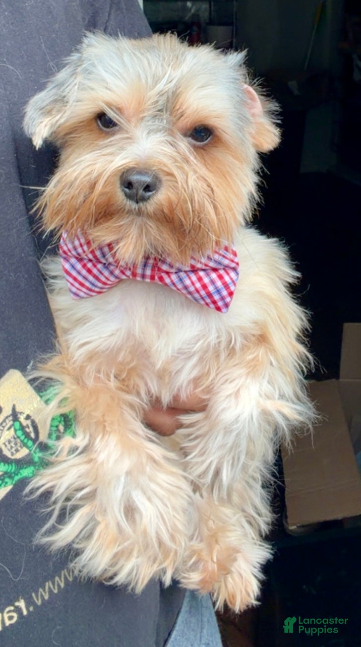 Yorkshire Terrier dogs for sale: Charleston - Ad 1