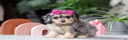 Cavapoo dogs for sale: Nova - Ad 2