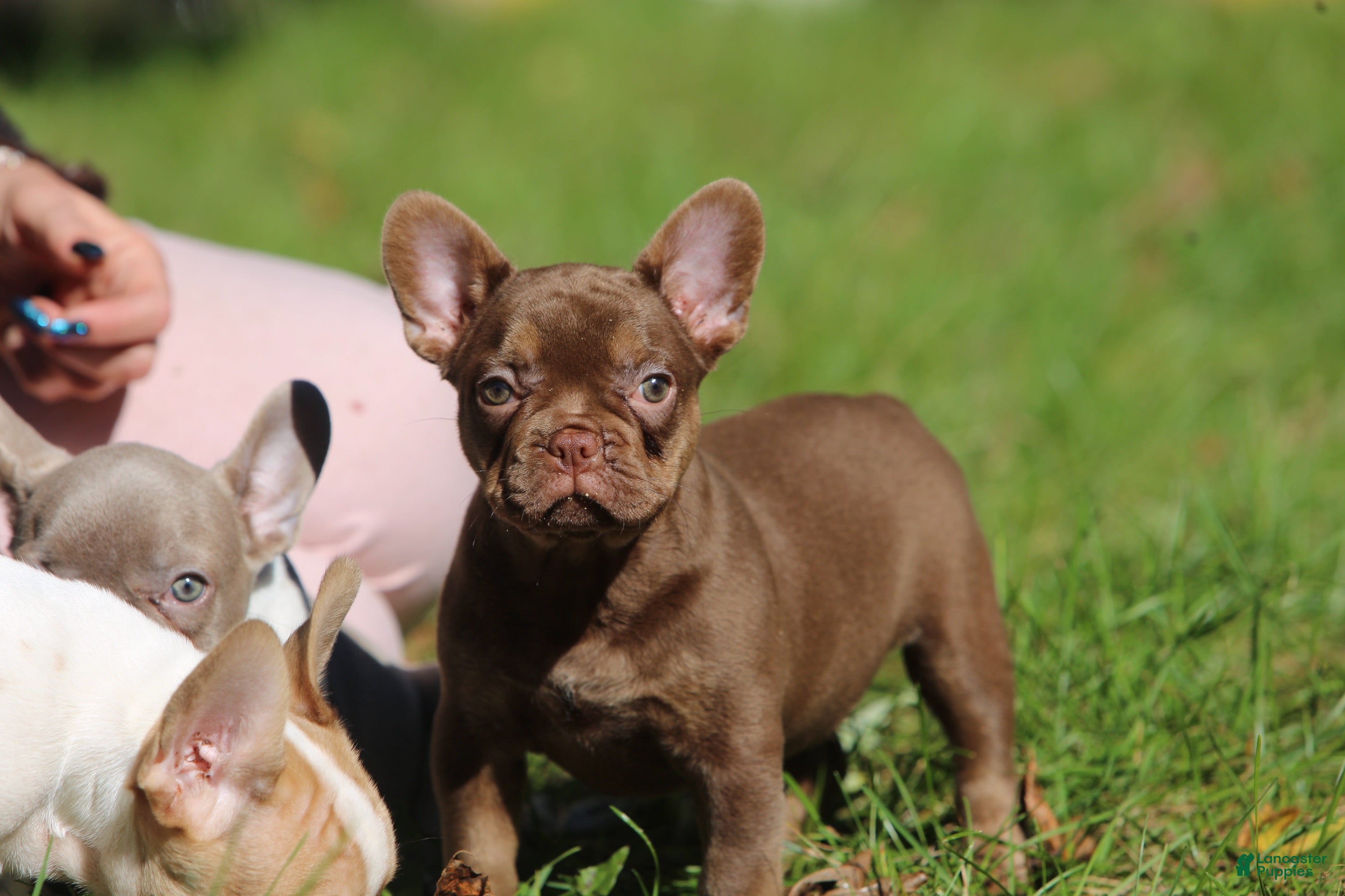 French Bulldog dogs Ruby - Ad 1