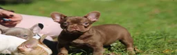 French Bulldog dogs for sale: Ruby - Ad 1