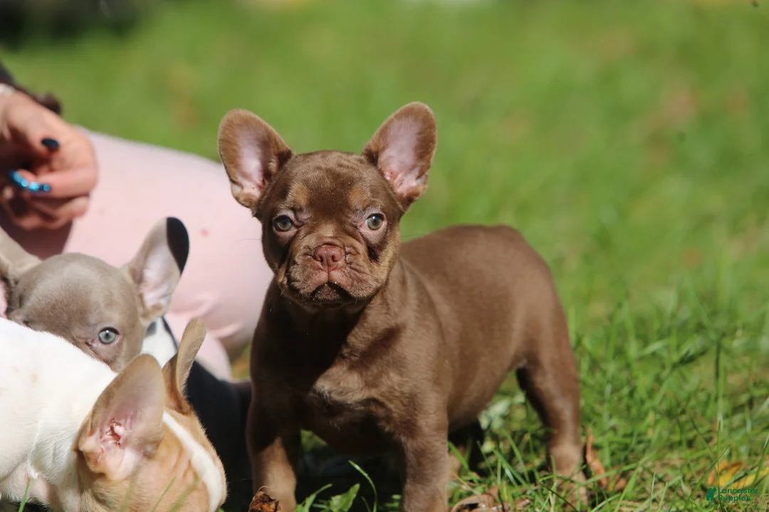 French Bulldog dogs for sale: Ruby - Ad 1