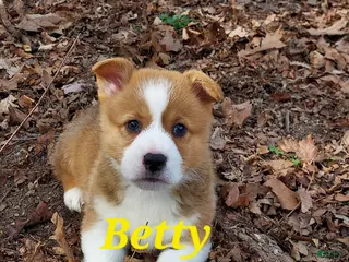 Welsh Corgi Pembroke dogs for sale: Betty - Ad 3