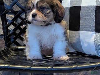 Teddy Roosevelt Terrier dogs Conner - Ad 13