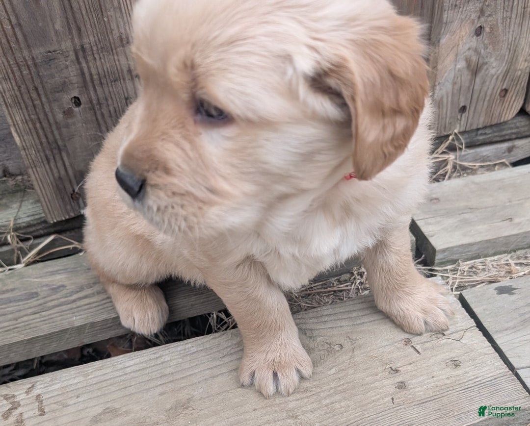 Golden Retriever dogs for sale: Leo - Ad 3