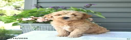 Mini Goldendoodle dogs for sale: Brielle  - Ad 2