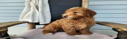 Mini Bernedoodle dogs for sale: Dallas - Ad 16