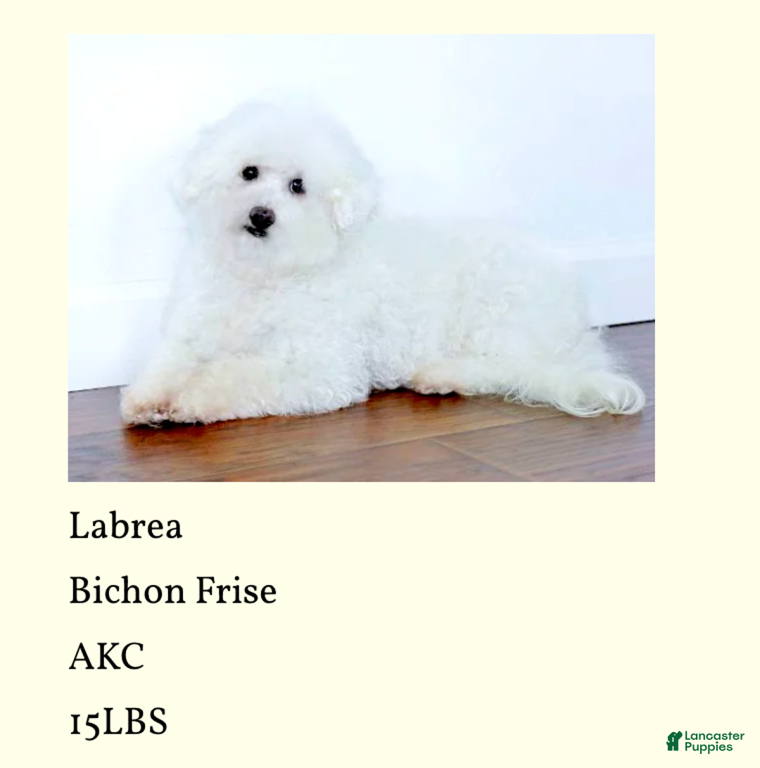 Bichpoo dogs for sale: Yolonda - Ad 5