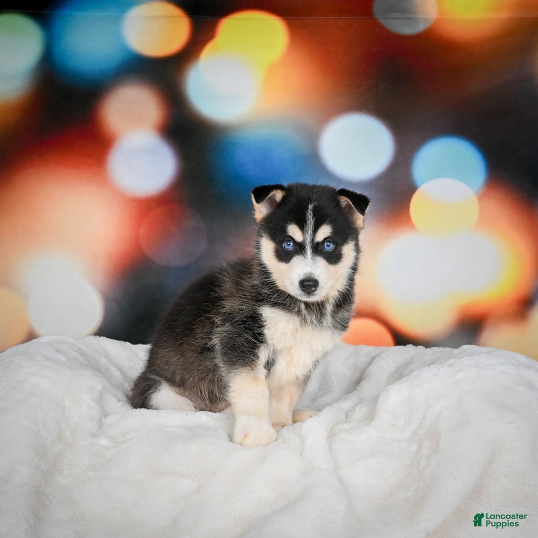 Pomsky dogs for sale: Pablo - Ad 5