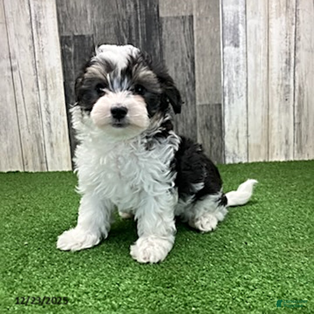 Maltipoo dogs for sale: Molly - Ad 2