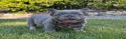 French Bulldog dogs for sale: Banjo Video ad - Ad 2