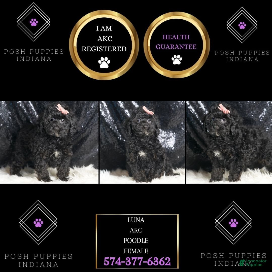 Toy Poodle dogs Luna - Ad 2