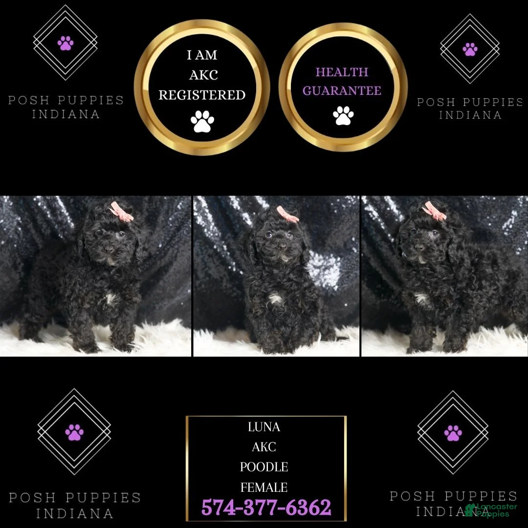 Toy Poodle dogs for sale: Luna - Ad 2