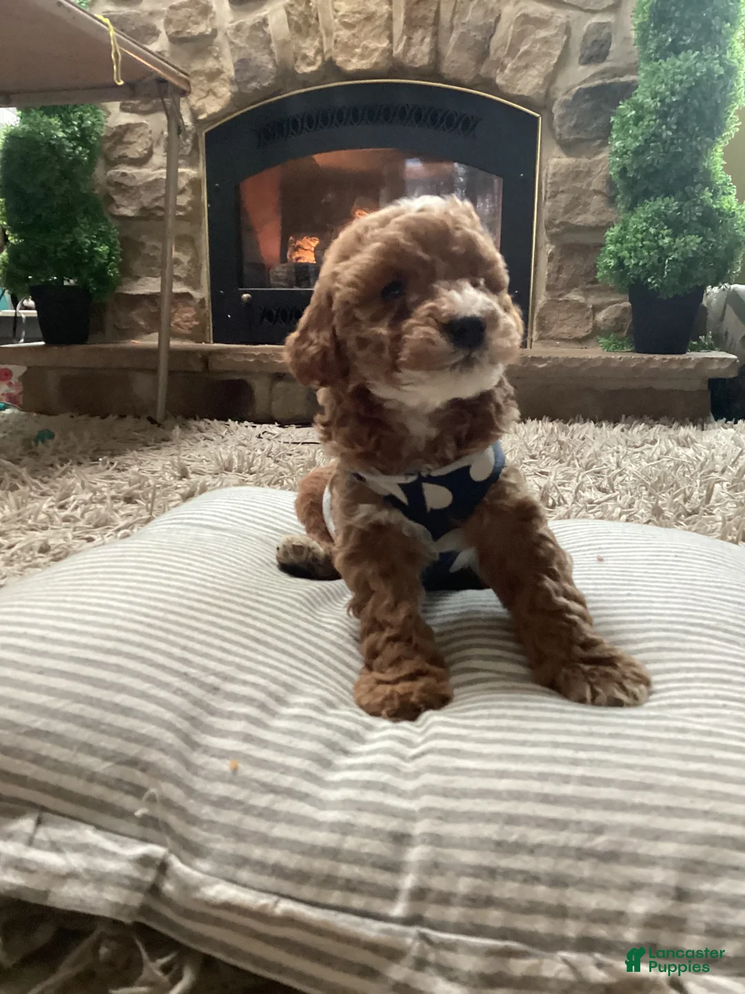 Mini Goldendoodle dogs for sale: Cooper - Ad 2