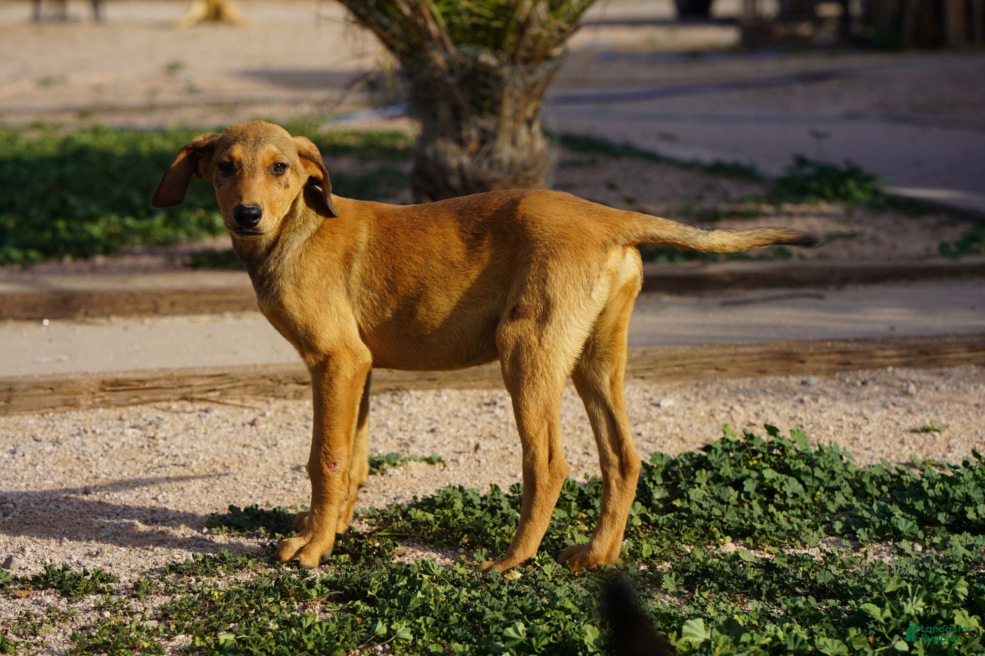 Mixed Breed dogs Fawnish Sable M RT - Ad 9