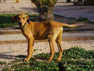 Mixed Breed dogs Fawnish Sable M RT - Ad 3