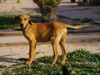 Mixed Breed dogs Fawnish Sable M RT - Ad 31