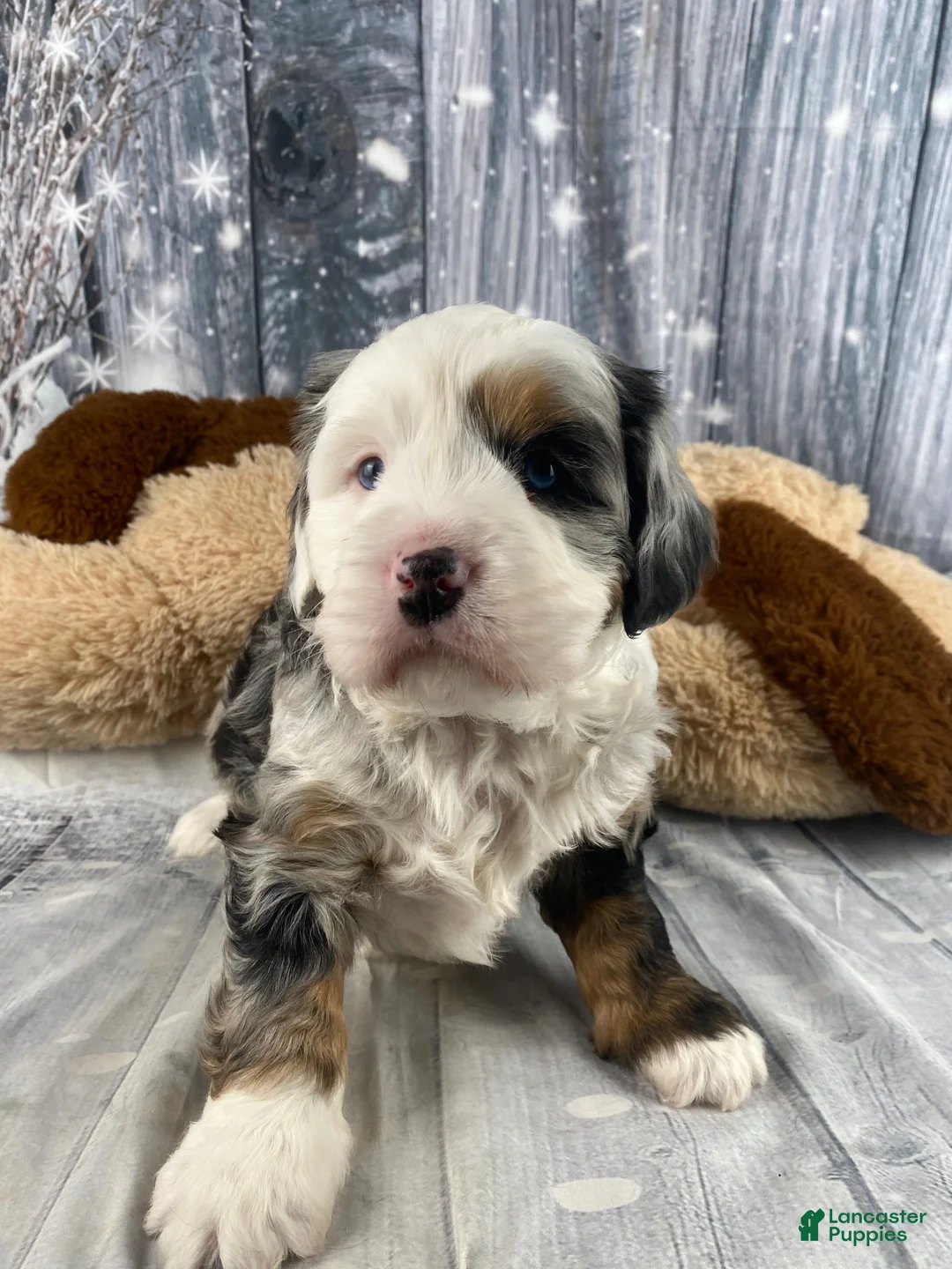 Mixed Breed dogs for sale: Rubio - Ad 3