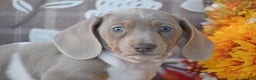 Dachshund dogs for sale: Angus - Ad 2
