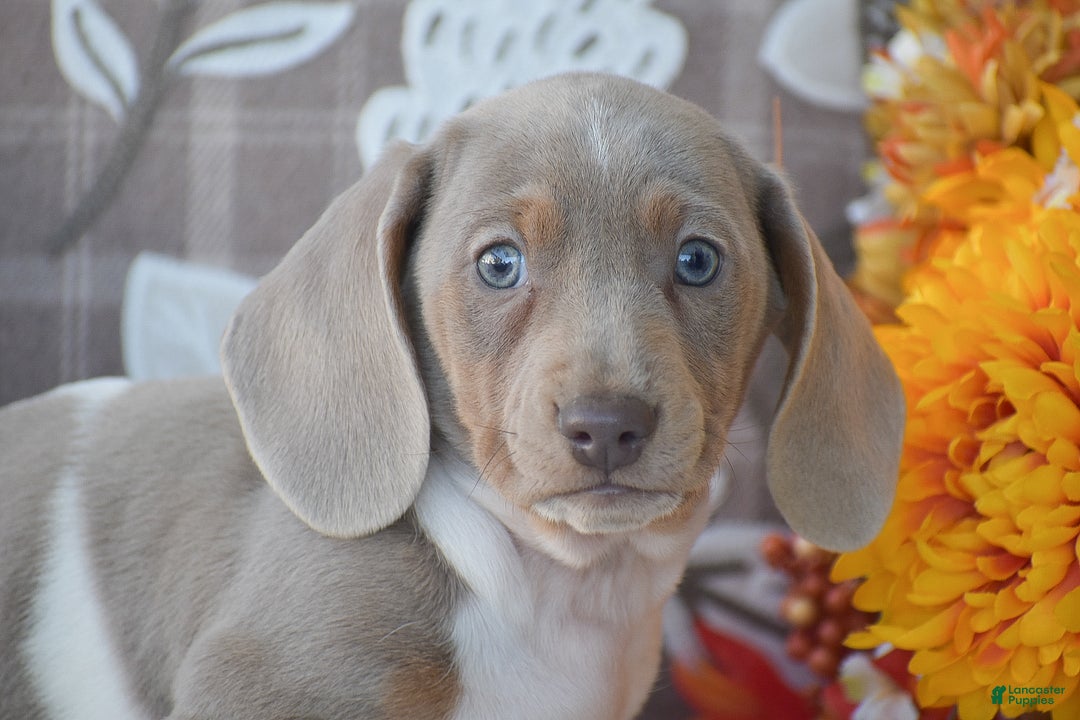 Dachshund dogs for sale: Angus - Ad 2