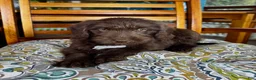 Labradoodle dogs for sale: Oscar - Ad 2