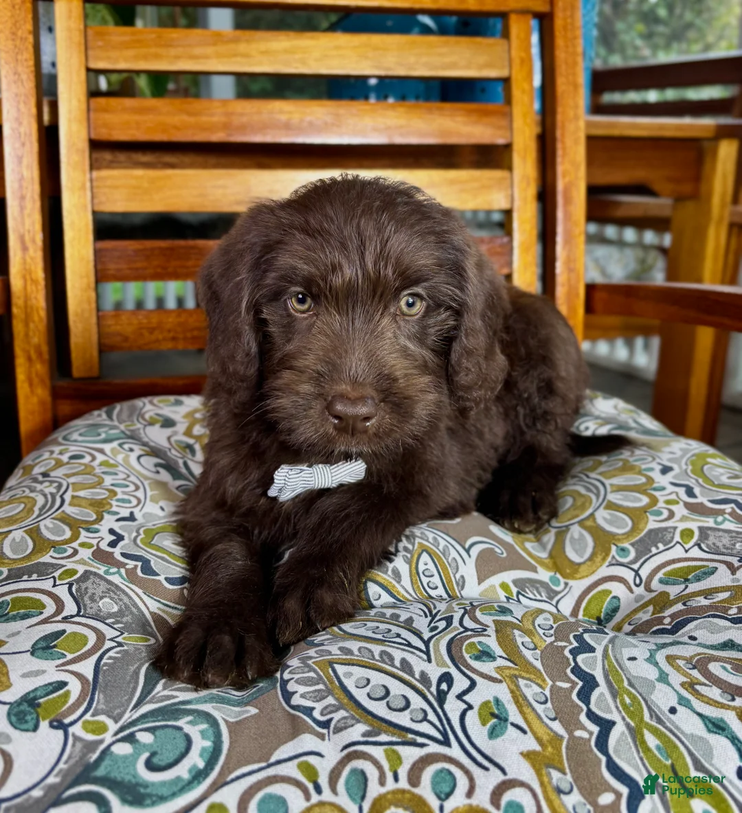 Labradoodle dogs for sale: Oscar - Ad 2