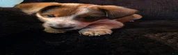 Mixed Breed dogs for sale: Attie - Ad 4