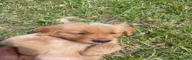 Golden Retriever 4