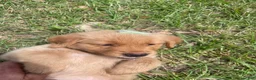 Golden Retriever dogs for sale: Golden Retriever 4 - Ad 1