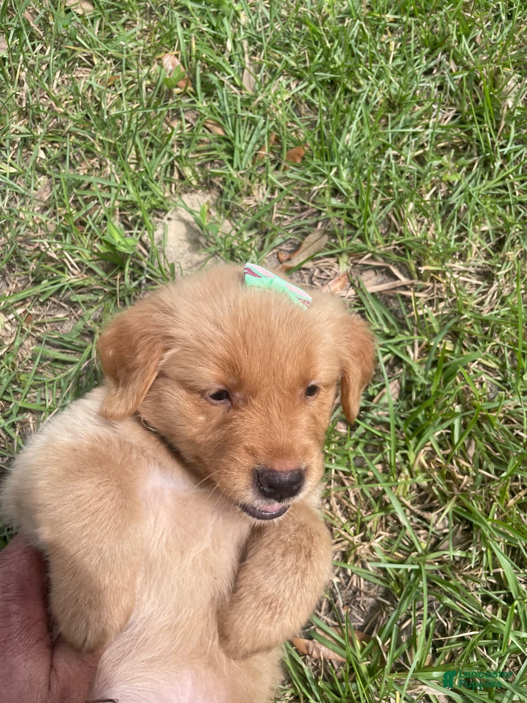 Golden Retriever dogs for sale: Golden Retriever 4 - Ad 1