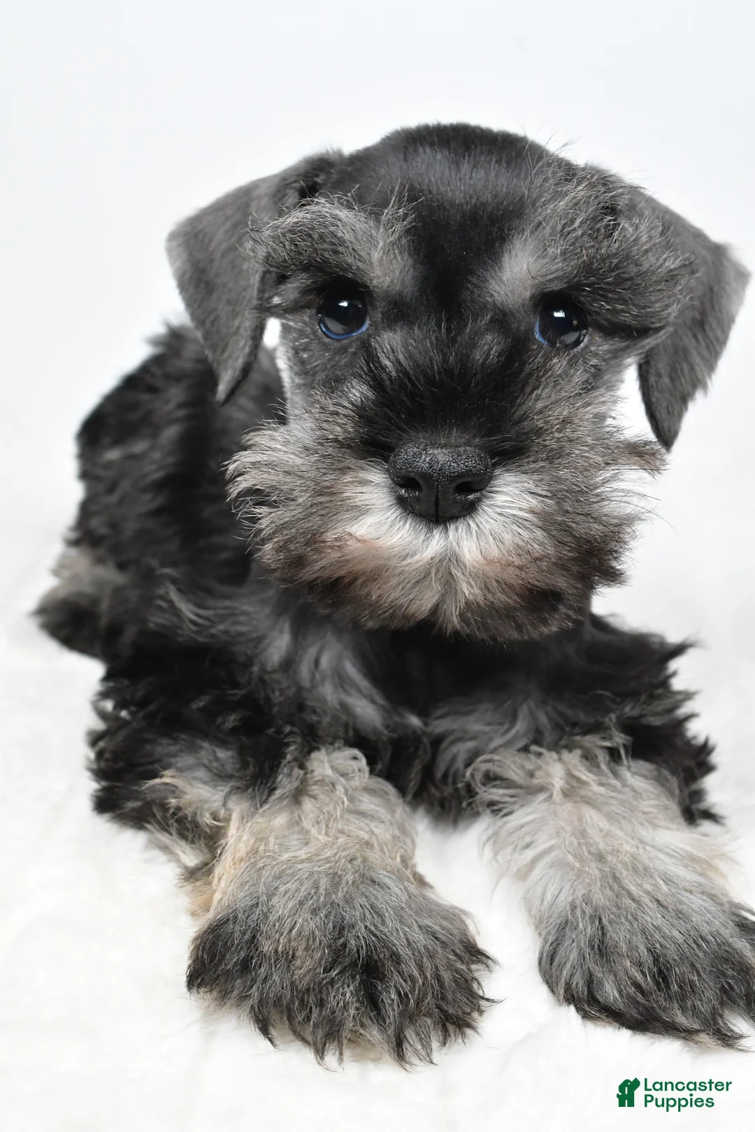 Miniature Schnauzer dogs for sale: Luis - Ad 7
